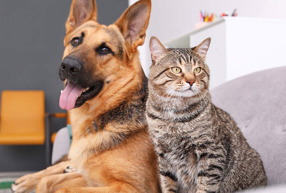 are cats or dogs more popular in the world